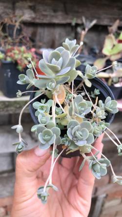 Perene: Orostachys Malacophylla var. iwarenge